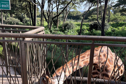 Nairobi: Giraffes, Karen Blixen & Cultural Rhythms