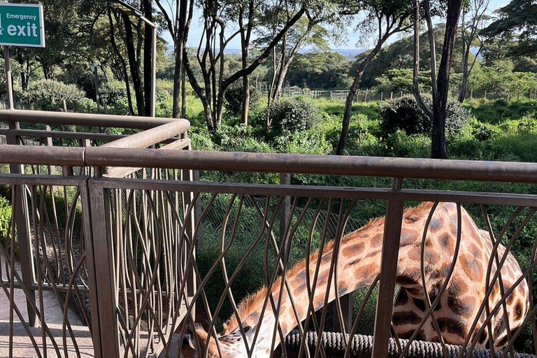Nairobi: Giraffes, Karen Blixen & Cultural Rhythms