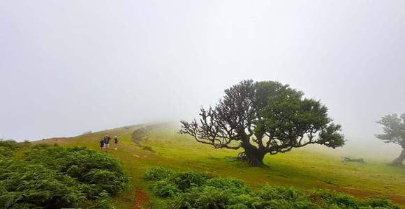 Fanal / Assobiadores - Levada Walk