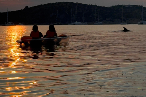 Golfo Aranci: transparent or traditional kayak, dolphins, and aperitif Sunset Tour in a Traditional Kayak with Aperitivo and Dolphins