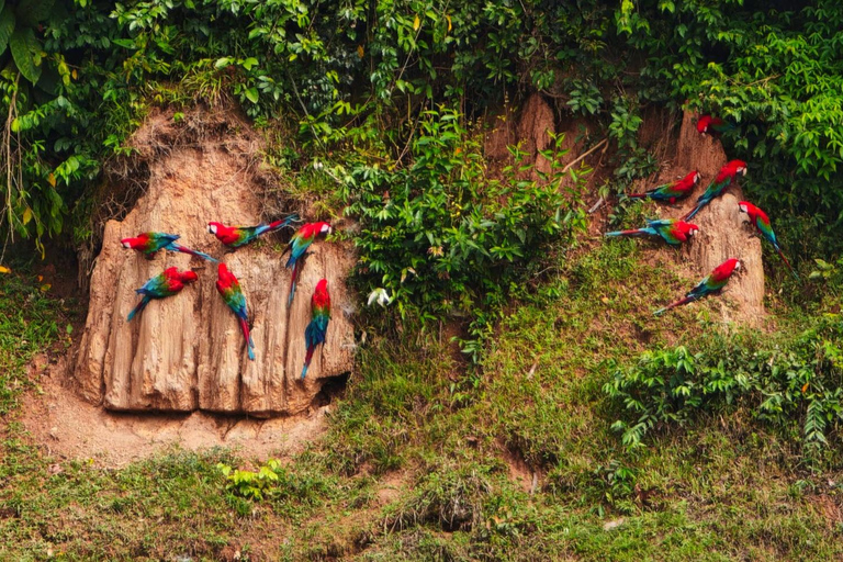 Amazon Wildlife Tour from Cusco–6 Days in the Reserved Zone.