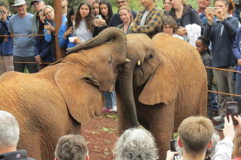 Nairóbi: Parque Nacional, Orfanato de Elefantes e Passeio com Girafas