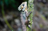 Port Douglas, Daintree Rainforest and Mossman Gorge Tour - Housity