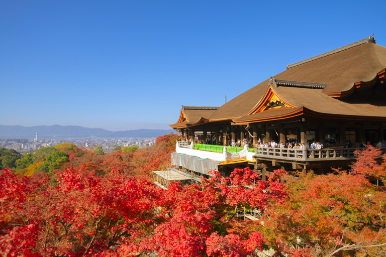 De Osaka: Excursão de 1 dia a Kyoto e Nara em autocarro