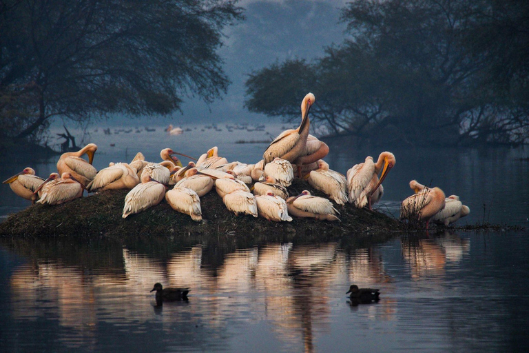 Delhi : 2 jours Taj Mahal Agra, Fatehpur & Bird Sanctuary TourVisite privée avec hôtel 3*, guide, billets d'entrée et déjeuner