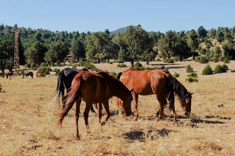 Quito: Full-Day Cotopaxi Horseback Tour & Volcano Views
