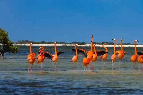 Tour des flamants roses Rio Lagartos, Yucatan 2 heures