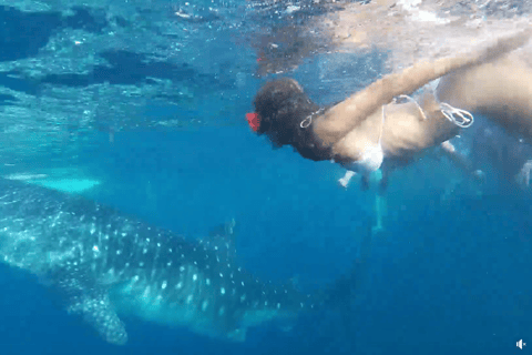 Cebu: Przygoda z nurkowaniem z rekinami wielorybimi w Oslob i Moalboal