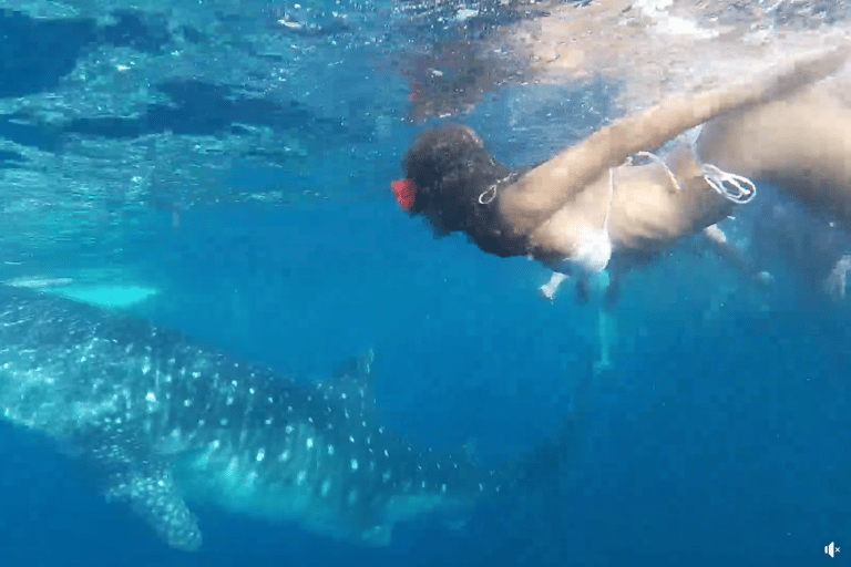 Cebu: Przygoda z nurkowaniem z rekinami wielorybimi w Oslob i Moalboal