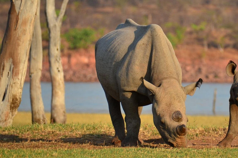 Parque Nacional Hwange: Safári em veículo 4x4 a partir das Cataratas Vitória