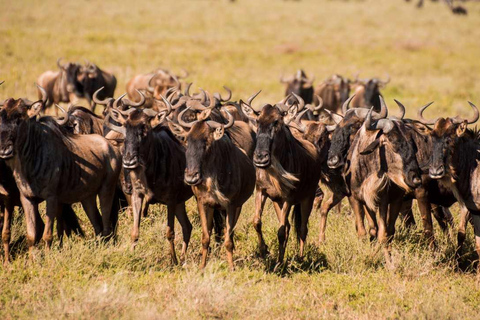 Arusha: Safari di 6 giorni per la migrazione dei grandi gnu