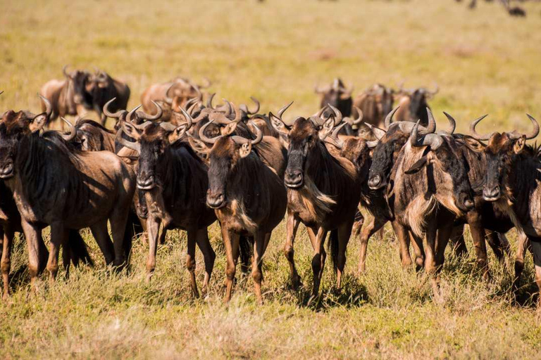Arusha: Safari di 6 giorni per la migrazione dei grandi gnu