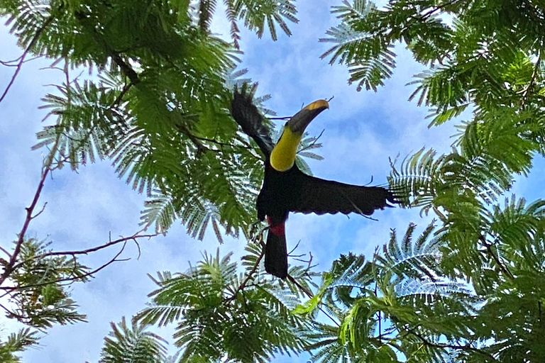 Manuel Antonio Park: Guidad vandring med en naturforskarePrivat rundtur