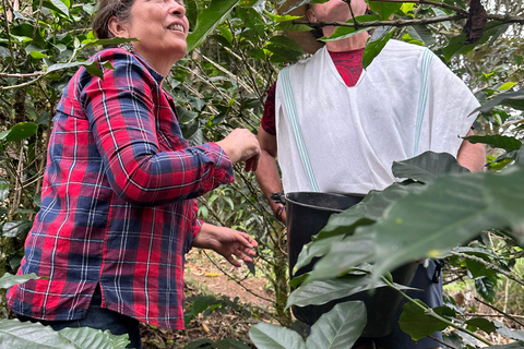 From Medellín: Coffee Farm Hiking & Exotic Fruit Marketplace