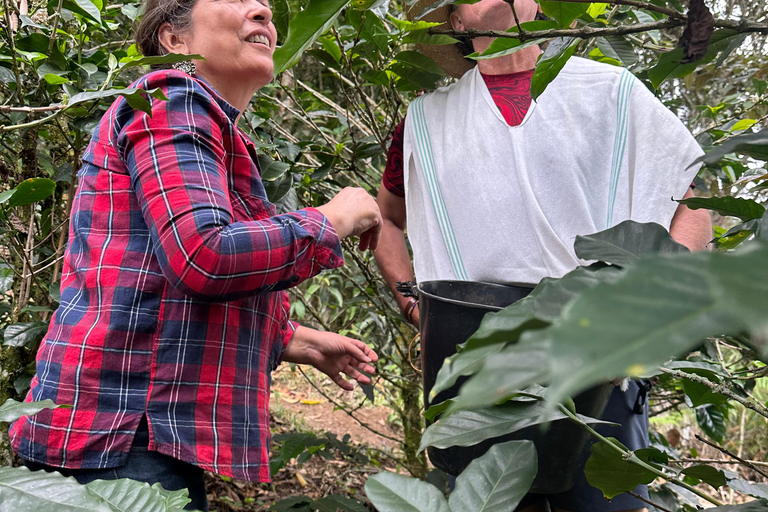 From Medellín: Coffee Farm Hiking & Exotic Fruit Marketplace
