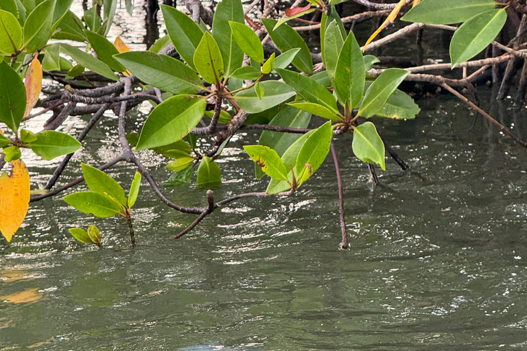 Tour en barco al atardecer por la laguna de Negombo y el canal holandésTour en barco por la laguna de Negombo y el canal holandés al atardecer