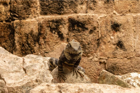 Tour guiado por Uxmal y los increíbles cenotes con comida desde Mérida