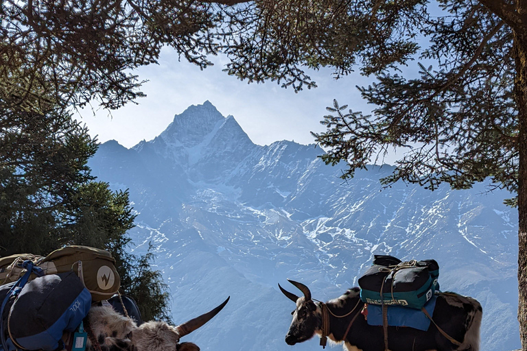 Trek du camp de base de l'Everest - Népal