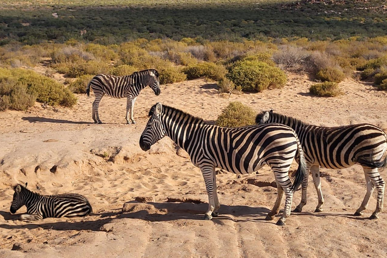 Cape Town: Aquila Game Reserve Safari with Buffet & Pickup
