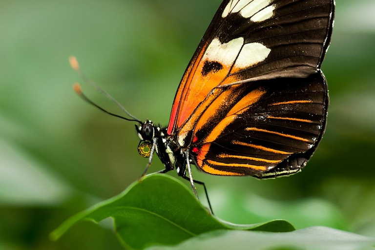 Zanzibar: Jozani-apen, vlindertuin en reptielenpark