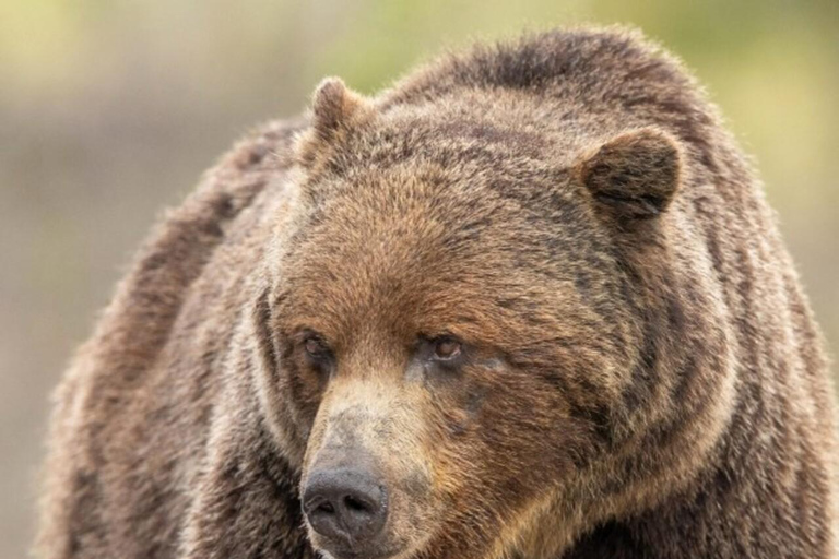 Banff: Lake Louise and Moraine Lake Tour with Pickup & Drop