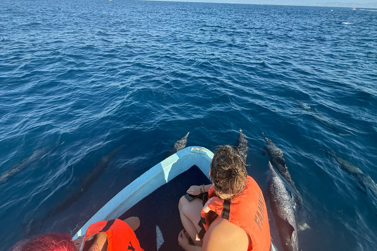 Puerto Escondido: Bootstour zu Delfinen und MeerestierenPrivate Tour