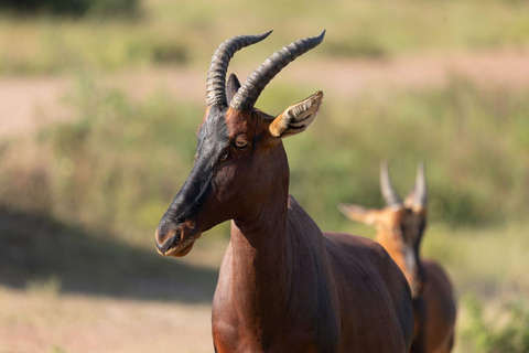 Visit Akagera national park with Passionate Guide