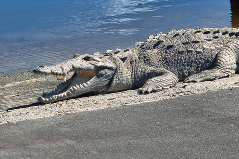 Z Miami: Everglades Tour z 90-minutowym rejsem wycieczkowym łodzią