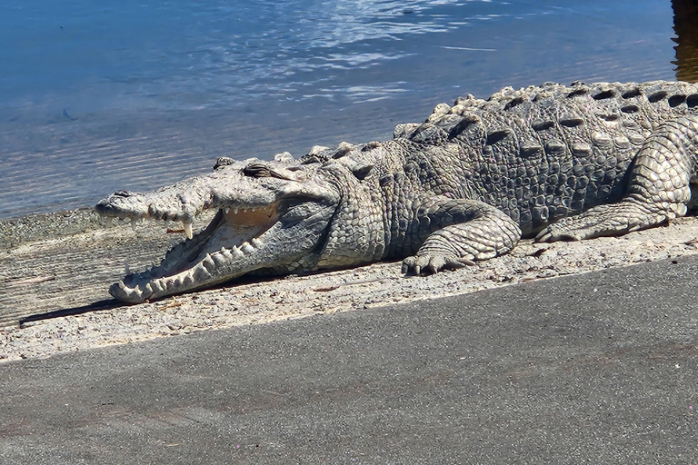 Von Miami aus: Everglades Tour mit 90-minütiger Bootstour