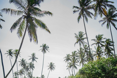 Sri Lanka Tea Estate & Galle Iconic Coastal Train Experience