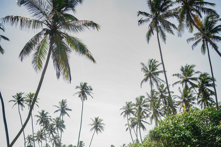 Sri Lanka Tea Estate & Galle Iconic Coastal Train Experience