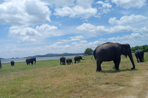 Von Dambulla aus: Sigiriya Felsenfestung und Minneriya Safari