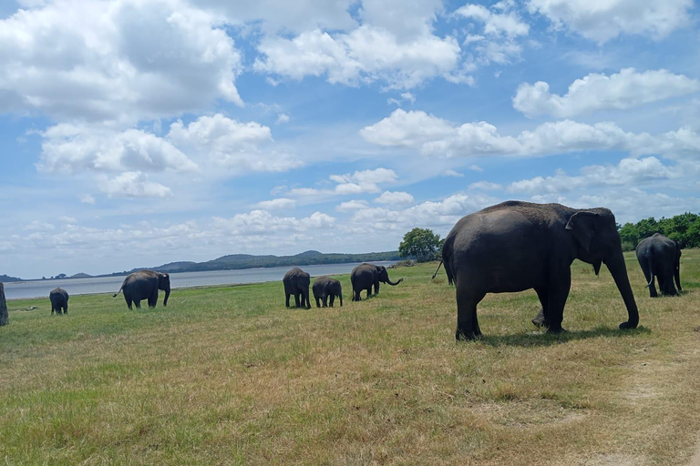 Desde Dambulla: Fortaleza de la Roca de Sigiriya y Safari en Minneriya