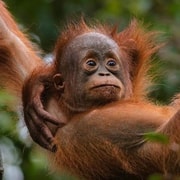 Bukit Lawang: 3-Day Ethical Orangutan Trek & Eco-Camping