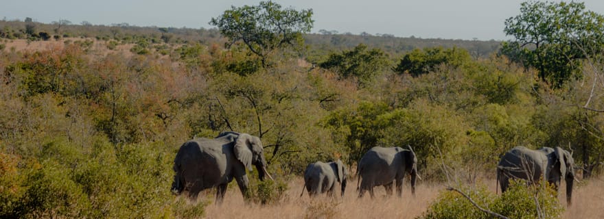 Eswatini : Parc national Kruger et itinéraire panoramique