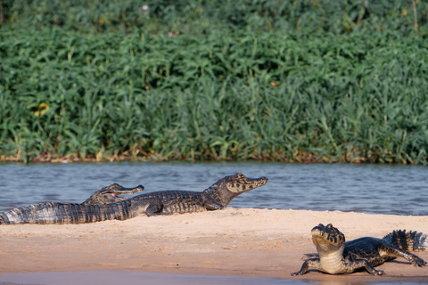 São Paulo: 3-Day Eco Safari Experience in the Pantanal