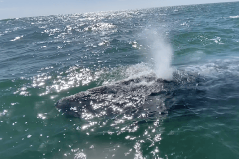 Whale Watching in La Paz – Gray Whale Encounter