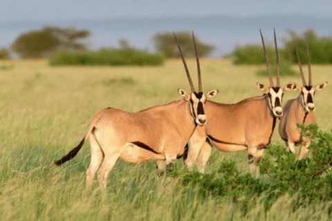 From Addis Ababa: 3-Day Awash Game Drive Safari Tour 3 Days Awash NP Game drive Safrai Tour