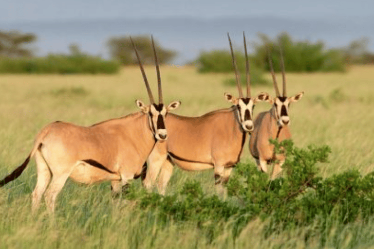 From Addis Ababa: 3-Day Awash Game Drive Safari Tour 3 Days Awash NP Game drive Safrai Tour