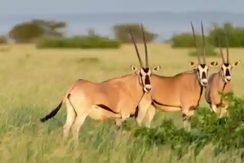 From Addis Ababa: 3-Day Awash Game Drive Safari Tour