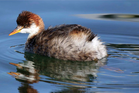 Puno: Birdwatching in the Titicaca National Reserve
