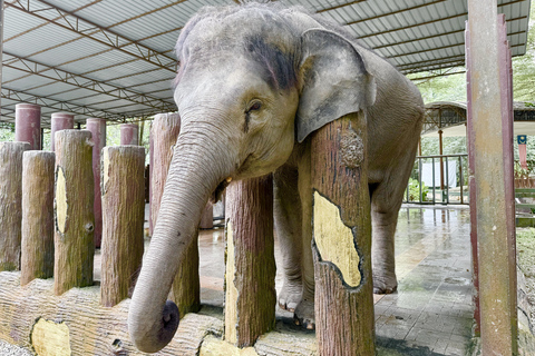From Kuala Lumpur: Kuala Gandah Elephant Sanctuary Day Trip Shared Tour at Meeting Point Options