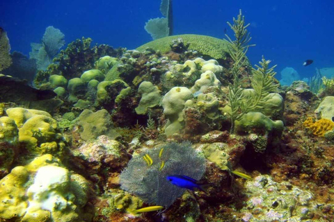 Punta Cana: Saona Island Day Trip with Lunch & Open Bar