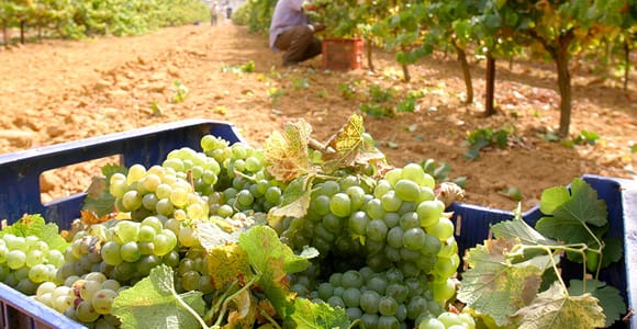 Chiclana de la Frontera: Winery Tour with Wine Tasting