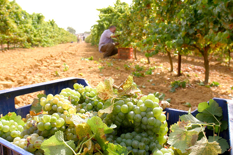 Chiclana de la Frontera : visite de cave avec dégustation de vinsChiclana de la Frontera : Visite d&#039;une cave avec dégustation de vins
