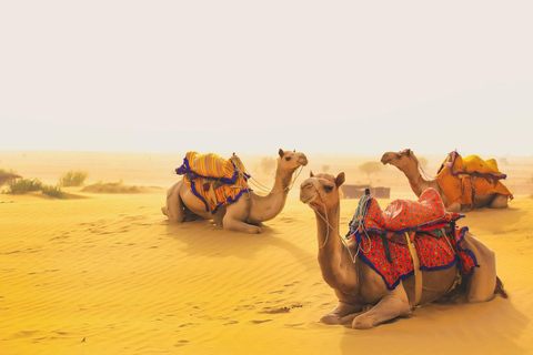 From Jodhpur: Overnight Camel Safari & Camping