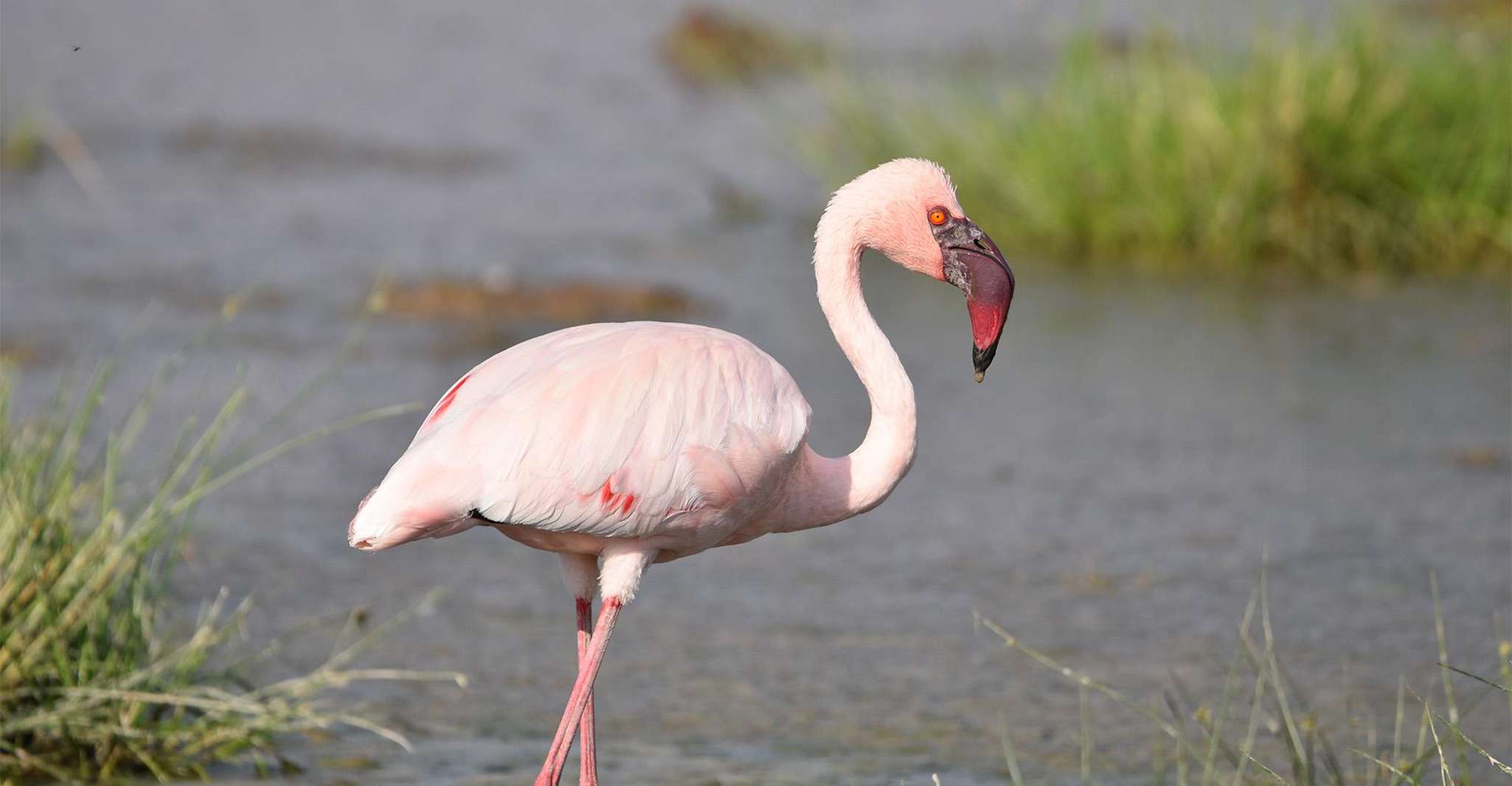 4 giorni Masai Mara & Lake Nakuru Safari - Hizvo