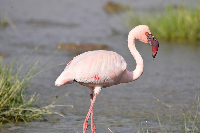 4-Day Masai Mara & Lake Nakuru Safari