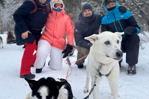 Levi: 5 Km Husky Sledding Ride in Levi
