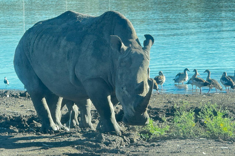 Nairobi: Passeio de carro pelo parque nacional com serviço de busca no hotel.